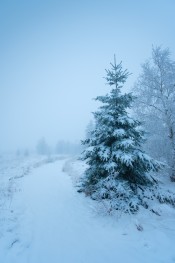 Image 13