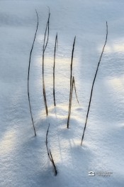 Image 16